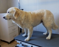 trimfris hond (14)